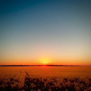 国产无限免费AV在线播放
